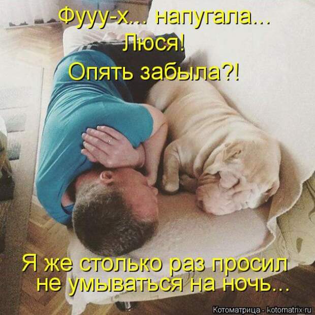 Лучшие котоматрицы недели (50 фото)