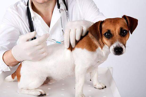 В Некрасовке проведут вакцинацию домашних животных от бешенства