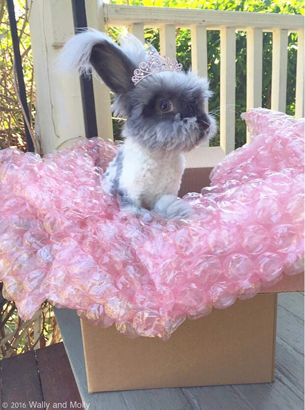 A Wally Story Part 8: We have, however, been able to fulfill Wish #2: Gray Bunny Princess. Wally gasps. He dashes to the porch, still in his fish costume. And there on the steps, sprouting up from pink bubble wrap, emerges a gray bunny in a tiara. Hi! It s ME, Suki! She looks surprised. You re a FISH? she asks. No! I m a BUNNY! exclaims Wally. I m a bunny, TOO! says Suki. Together, they frolic into the yard holding paws and giggling. And so begins a wonderful friendship. The end. SURPRISE! Wally has a new friend, Suki! They are bonded and I can't wait to post more photos and videos! To read more about Suki, visit the link in our profile. Wally also begged me to start a Snapchat account for him because he said he wasn t cool without one. Our handle is wallythebunny. Join us for some great photos and videos of Wally and Suki throughout the day! (Please bear with me - I m a brand new Snapper.) Фото: wally_and_molly