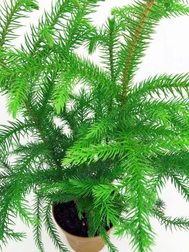 Араукария (Araucaria)