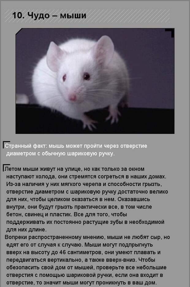 Удивительные факты о необычных созданиях природы Удивительные факты о необычных созданиях природы