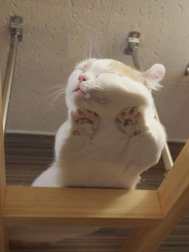 очаровательные спящие котята