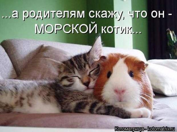 Новая отличная котоматрица (38 фото)