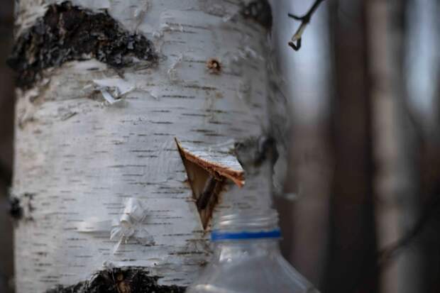 Биолог Сафонов рассказал, как правильно собирать берёзовый сок