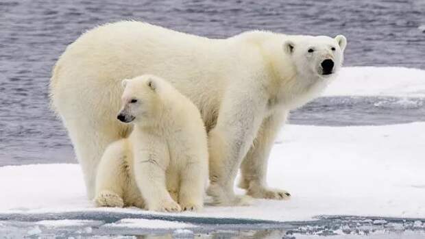 Ученые оценили риски исчезновения белых медведей из-за потепления