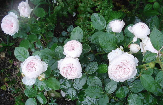 Herzogin Chistiana.jpg