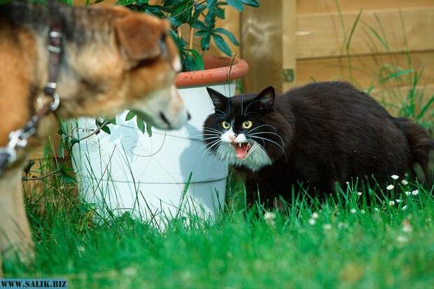 Коты умнее собак. Но тщательно это скрывают Коты умнее собак. Но тщательно это скрывают