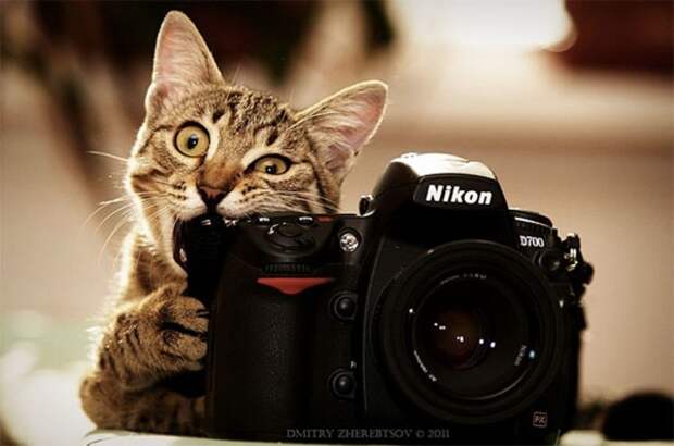 Ми-мишные котики.Фотограф: Dmitry Zherebtsov