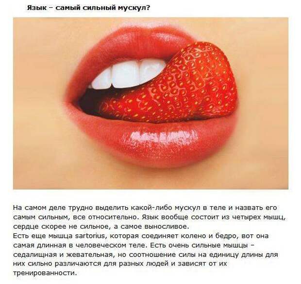 Мифы об известных вещах факты, миф, правда, кофе, язык, пуля
