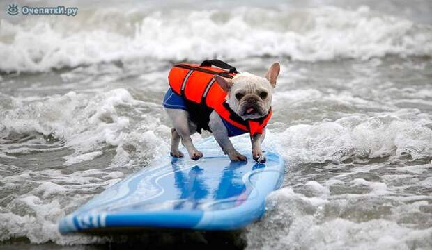 Собачий сёрфинг 7