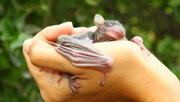 Egyptian_fruit_bat_babyLEAD.jpg.653x0_q80_crop-smart