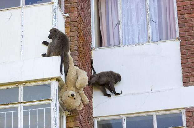 Наглые обезьяны воришки на улицах Кейптауна (5)