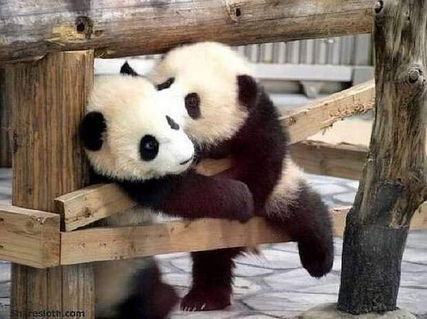 kissing-pandas