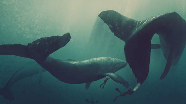 Касатки и киты  (4)