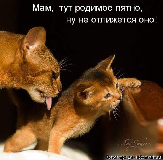 Котоматрица: Мам,  тут родимое пятно, ну не отлижется оно!