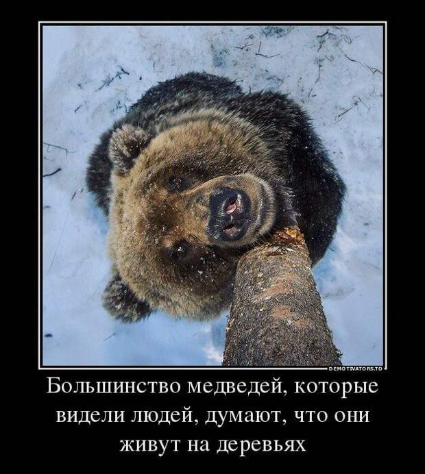 Прикольные и забавные демотиваторы для позитива (10 фото)