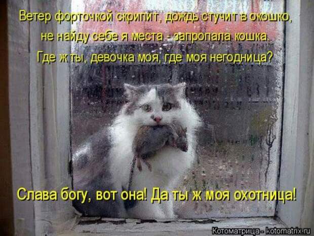 Новая отличная котоматрица (38 фото)