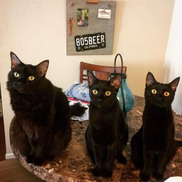 Грациозные чёрные кошки и котики