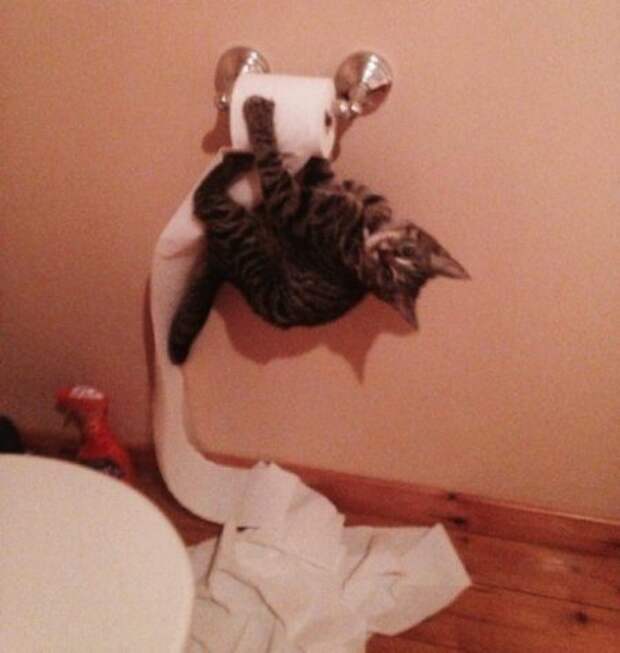 Пушистые засранцы