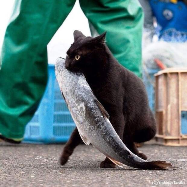 Картинки по запросу фото черный кот с рыбой