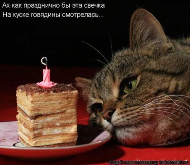 Лучшие котоматрицы недели (16 фото)