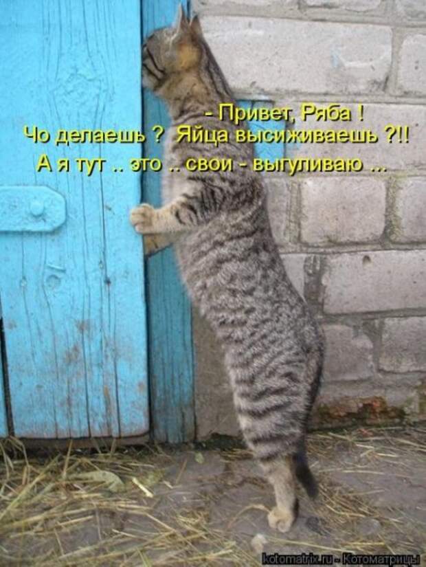 Лучшие котоматрицы недели (28 шт)