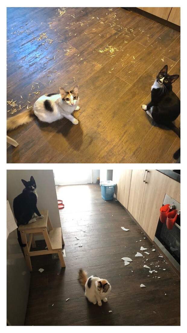 20 смешных фото котов, которые показывают, кто в доме хозяин