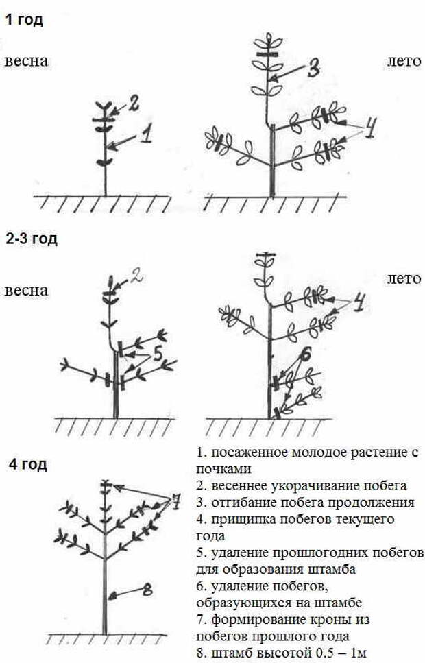 Схема обрезки гортензии