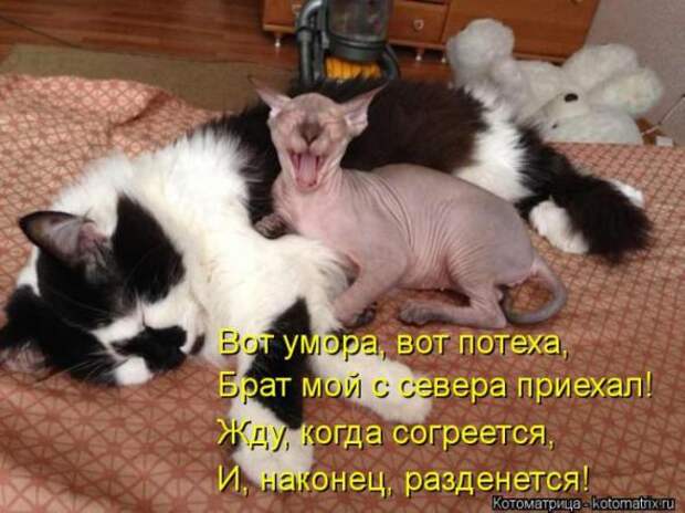 Котоматрицы(картинки с надписями)