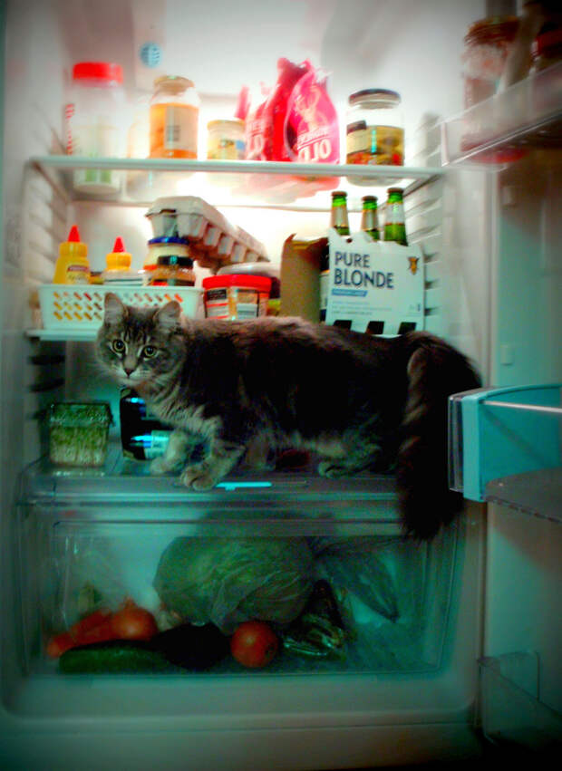 catfridge04 Коты в холодильниках