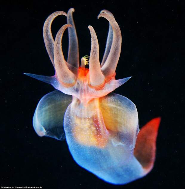 A common Clione, also popularly known as Sea Angel: Mr Semeov's work has seen him travel the globe in search of rare species