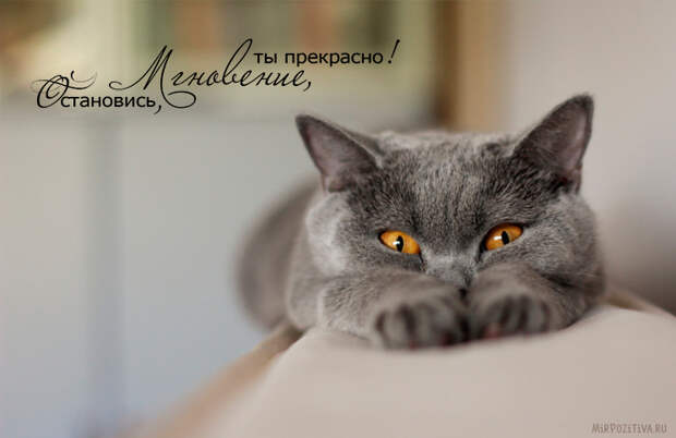 Завораживающее многообразие картинок животных
