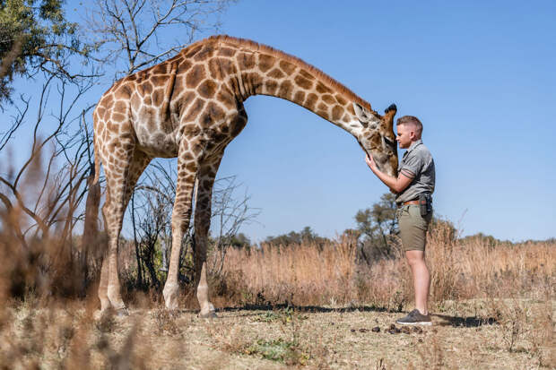 Жираф в заповеднике в Южной Африке