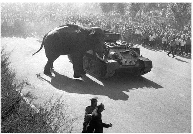 Слон толкает танк