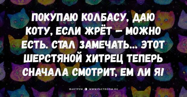 25 самых смешных анекдотов про кошек и котов