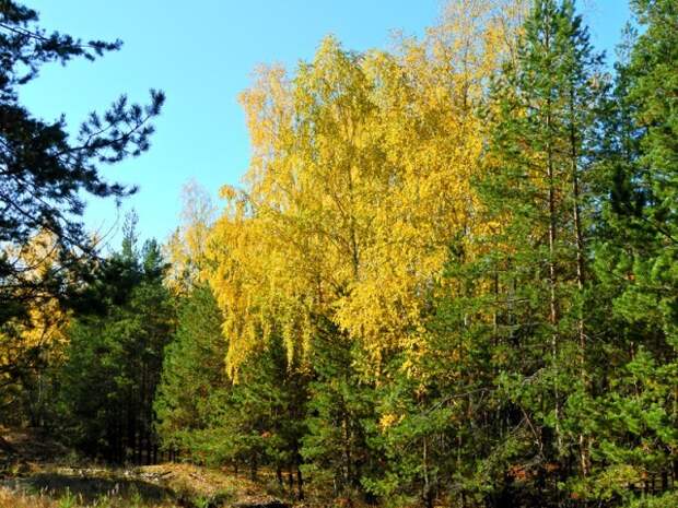 вот они краски осеннего леса  грибы, листва, осень, природа, прогулка, сделай сам