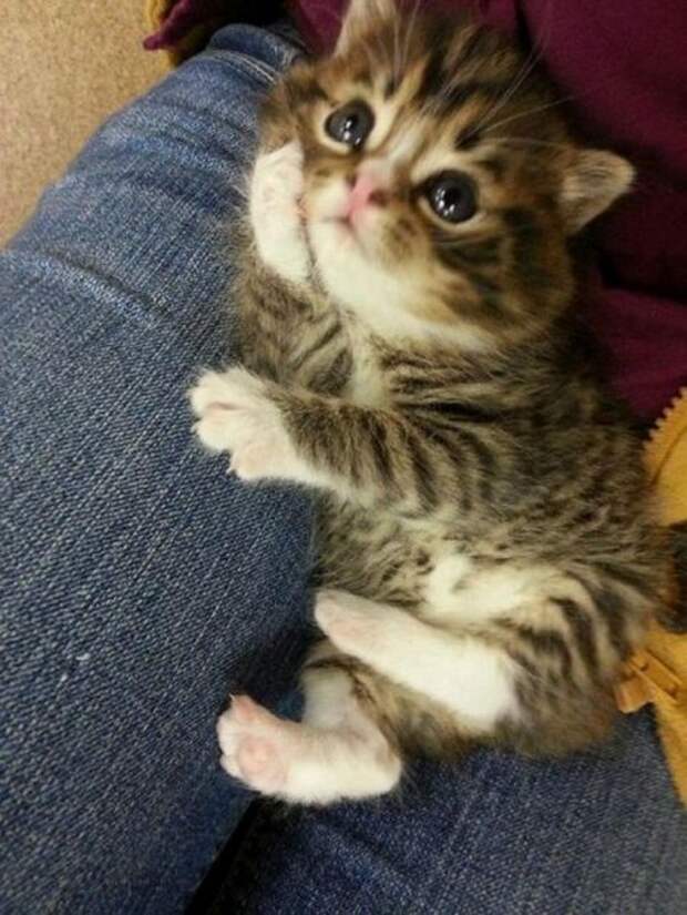 Забавные животные, которые поднимут вам настроение (20 фото)