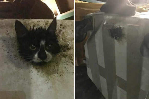 A kitten is stuck in a dumpster while foraging for food