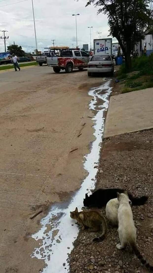 Прикольные картинки абавсём:D (12.08.16)