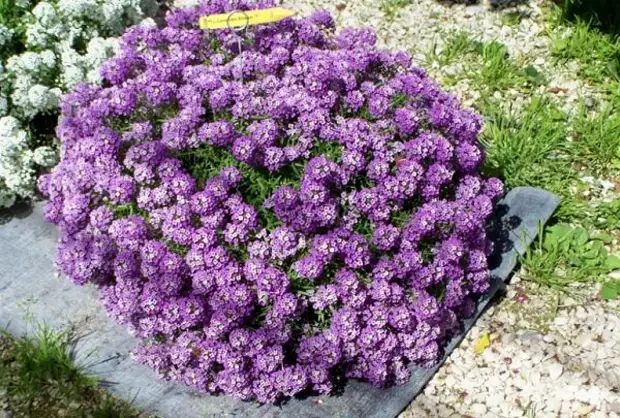 7 шикарных цветов-самосеек для ленивого садовода, которые украсят любой участок