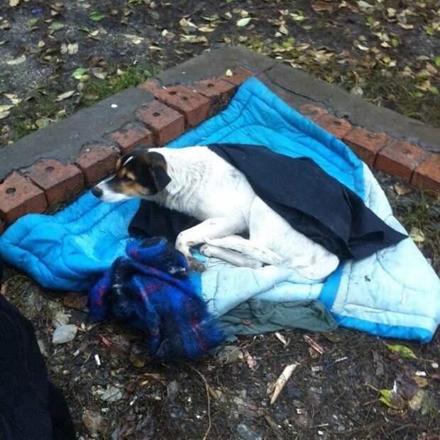 Беспомощную собаку выгнали из дома волонтер, истории спасения, пес, приют, собака