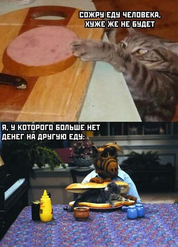 Прикольные и смешные картинки