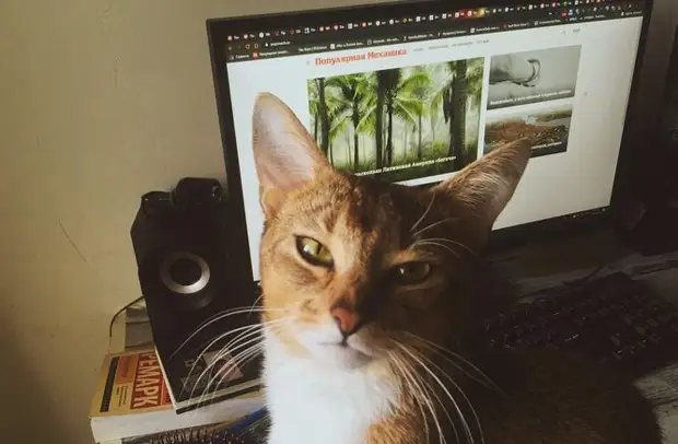 7 странностей кошачьего поведения и их научное объяснение