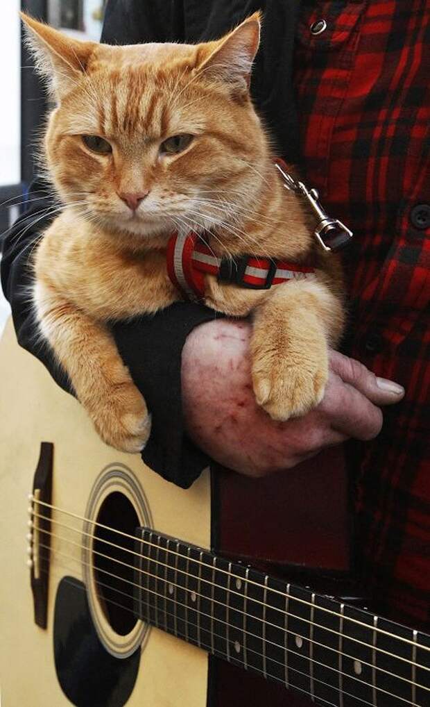 Bobthecat29 Рыжий кот Боб