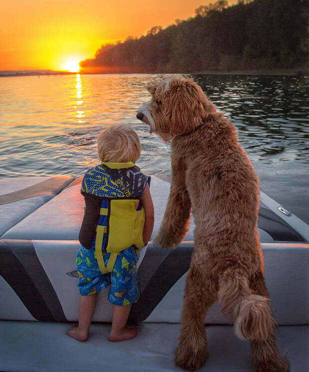 foster-child-labradoodle-dog-book-buddy-reagan-7