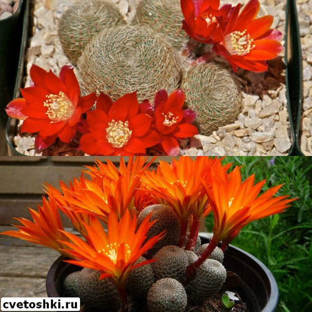 rebutia-heliosa-9