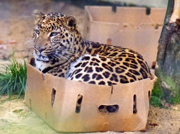 Как только кошка видит коробку, в нее обязательно надо залезть :) животные, коробки, кошки