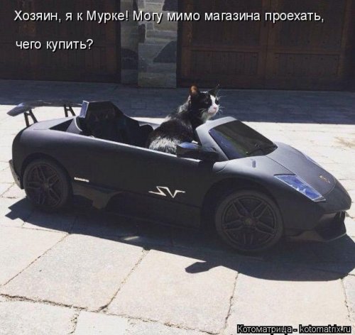 Свежая котоматрица на Бугаге (37 фото)
