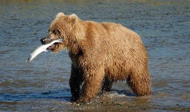 Убежать от медведя невозможно.