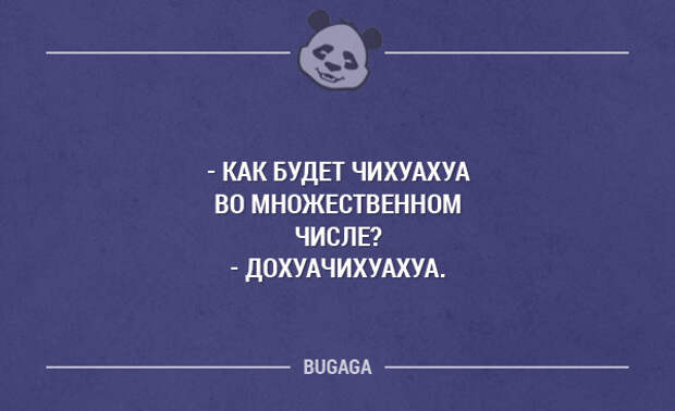 Чихуахуа во множественном. Чихуахуа во множественном числе. Как чихуахуа во множественном числе. Как будет чихуахуа во множественном числе ответ. Чихуахуа во множественном числе как будет звучать.